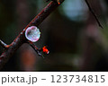 梅の花びらが雨に濡れて 123734815
