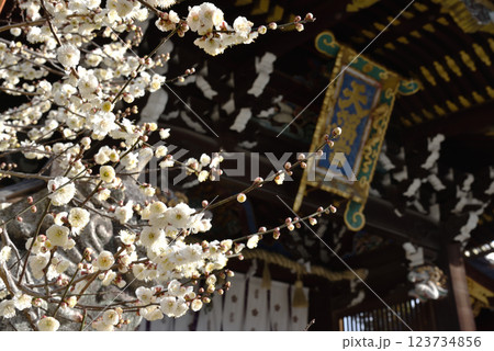 北野天満宮 三光門の白梅(京都市上京区) 北野天満宮 三光門の白梅(京都市上京区) 123734856