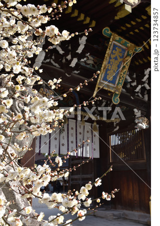 北野天満宮 三光門の白梅(京都市上京区) 北野天満宮 三光門の白梅(京都市上京区) 123734857