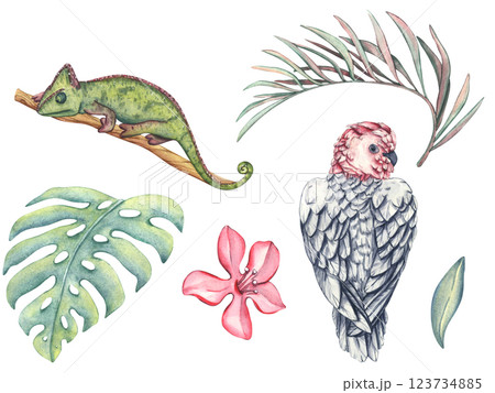 Set of tropical pink parrot, chameleon and palm branches. Watercolor illustration of Tropical leaves, lizard and bird. Images wildlife-themed for designs invitation and card in a tropical style Set of tropical pink parrot, chameleon and palm branches. Watercolor illustration of Tropical leaves, lizard and bird. Images wildlife-themed for designs invitation and card in a tropical style 123734885
