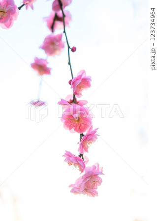 ピンク色の梅の花 神戸市東灘区の公園で撮影 ピンク色の梅の花 神戸市東灘区の公園で撮影 123734964