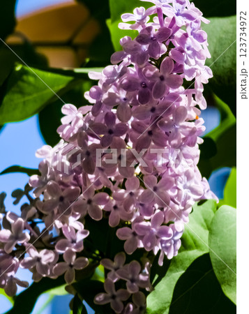 Purple Lilac flowers. Branch with blooming lilac. Delicate Lilac flowers 123734972