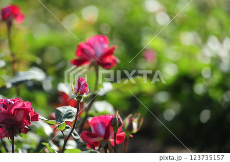 バラ園でみた花 バラ園でみた花 123735157