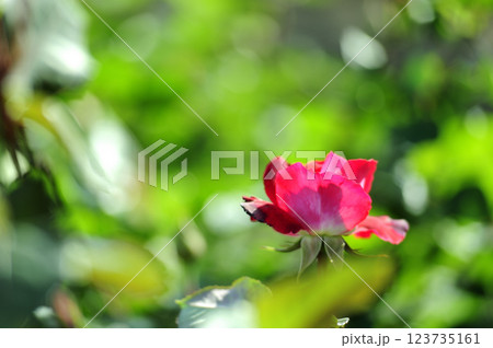 バラ園でみた花 バラ園でみた花 123735161