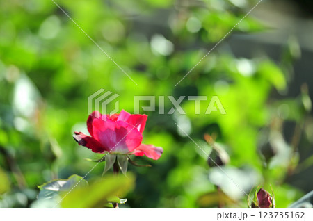 バラ園でみた花 バラ園でみた花 123735162