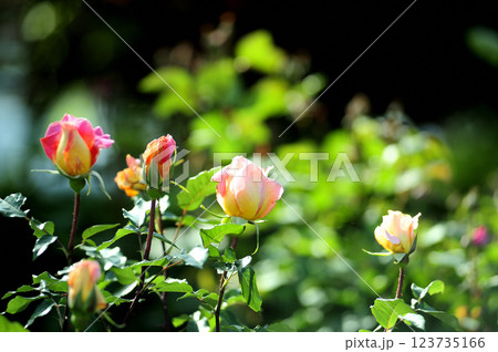 バラ園でみた花 バラ園でみた花 123735166