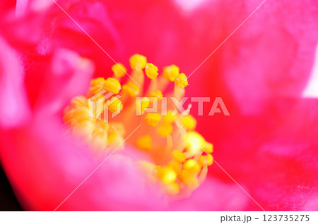 近所で見た山茶花 123735275