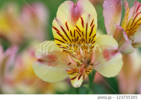 Pink and yellow Peruvian lily flowers in close up Pink and yellow Peruvian lily flowers in close up 123735305