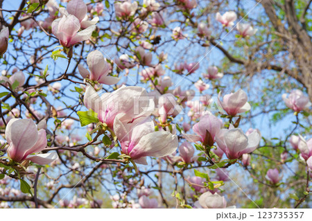 Blooming tree branch with pink Magnolia soulangeana flowers in garden, outdoors 123735357