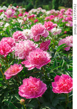 Vibrant fresh pink peony flower bush in full bloom in the garden in sunny day, floral background 123735412