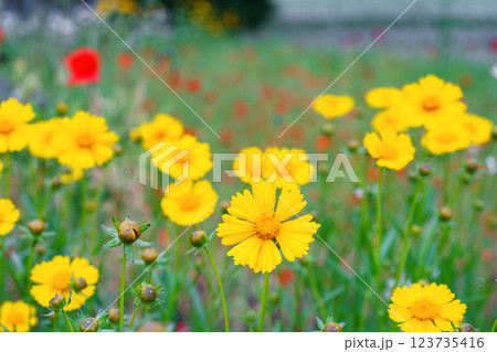 Yellow flower lance leaved, Coreopsis lanceolata, Lanceleaf Tickseed or Maiden eye on meadow, field 123735416