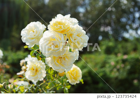 Beautiful blooming rose bush with white, ivory flowers close up, macro outdoor in sunny day 123735424