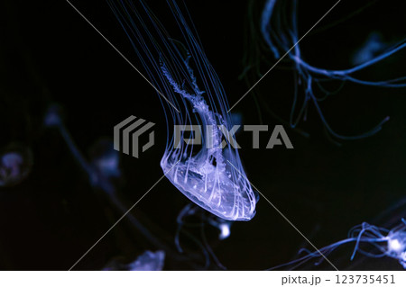 Group of Sanderia Malayensis, Amakusa Jellyfish swimming in aquarium pool with blue neon light 123735451