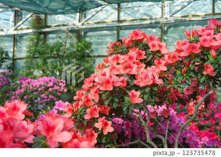 Blooming red japan Azalea Ericaceae bush in full bloom, rhododendron flower background 123735478