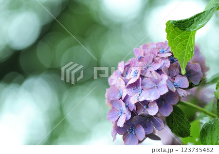 梅雨時期の花　紫陽花 123735482