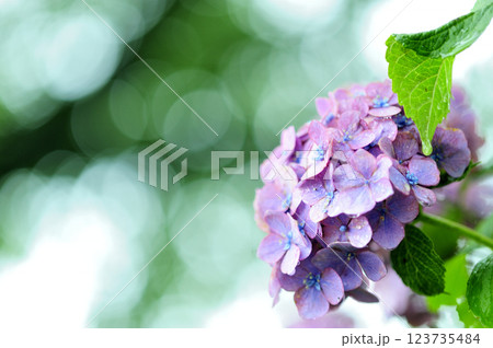 梅雨時期の花 紫陽花 梅雨時期の花 紫陽花 123735484
