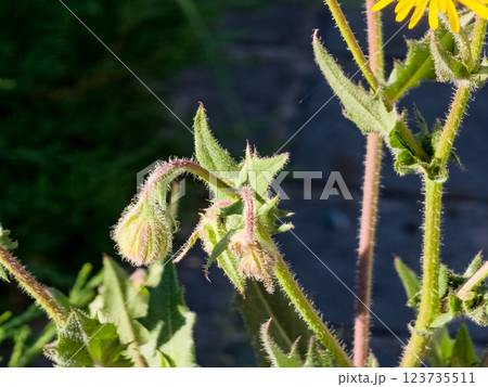 Helminthotheca echioides, Picris echioides, Bristly Oxtongue, Compositae. Wild plant blooming in summer. On a dark background 123735511
