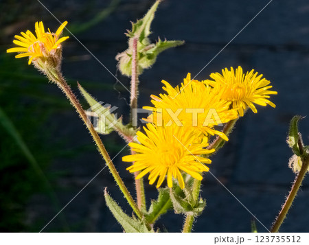 Helminthotheca echioides, Picris echioides, Bristly Oxtongue, Compositae. Summer. On a dark background 123735512