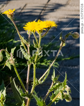 Helminthotheca echioides, Picris echioides, Bristly Oxtongue, Compositae. Close-up. Vertical 123735516