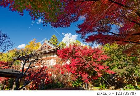 港北ニュータウン・心行寺の紅葉 港北ニュータウン・心行寺の紅葉 123735787