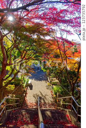 港北ニュータウン・心行寺の紅葉 123735792