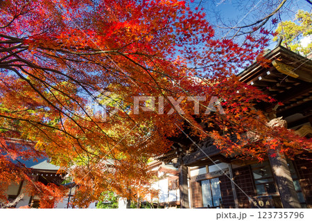 港北ニュータウン・心行寺の紅葉 123735796