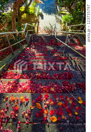 港北ニュータウン・心行寺の紅葉 123735797