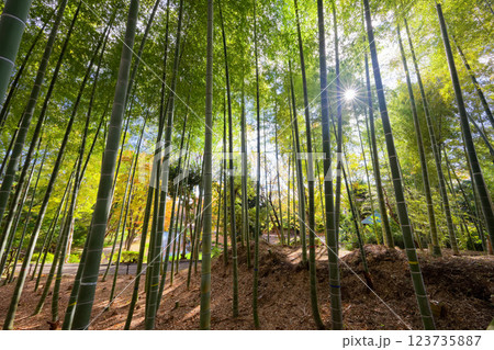 港北ニュータウン・ささぶねの道の竹林 123735887