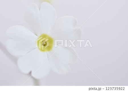 雪桜 雪桜 123735922