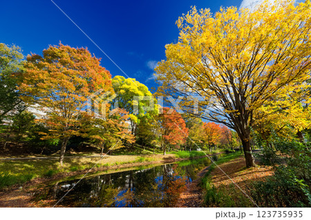 港北ニュータウン・大原みねみち公園の紅葉 123735935