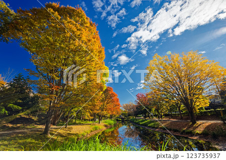 港北ニュータウン・大原みねみち公園の紅葉 123735937