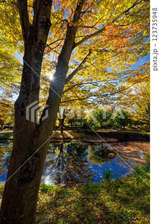 港北ニュータウン・大原みねみち公園の紅葉 123735948
