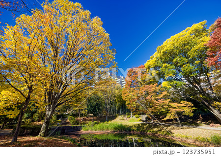 港北ニュータウン・大原みねみち公園の紅葉 123735951