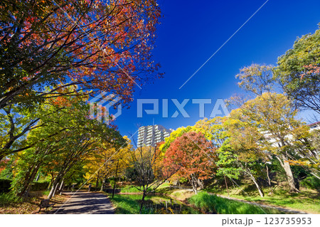 港北ニュータウン・大原みねみち公園の紅葉 123735953