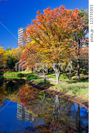 港北ニュータウン・大原みねみち公園の紅葉 123735955