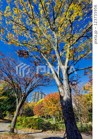 港北ニュータウン・大原みねみち公園の紅葉 123735956