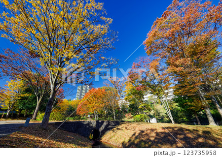 港北ニュータウン・大原みねみち公園の紅葉 123735958