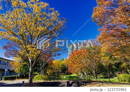 港北ニュータウン・大原みねみち公園の紅葉 港北ニュータウン・大原みねみち公園の紅葉 123735961