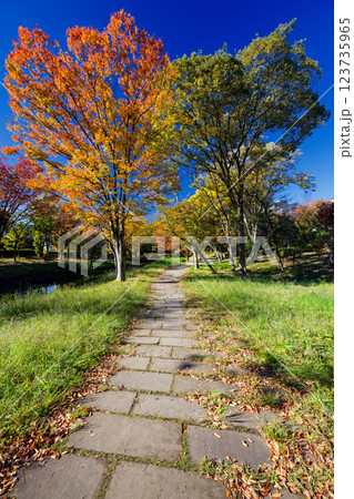 港北ニュータウン・大原みねみち公園の紅葉 123735965