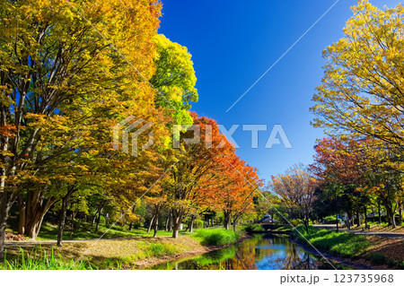 港北ニュータウン・大原みねみち公園の紅葉 123735968