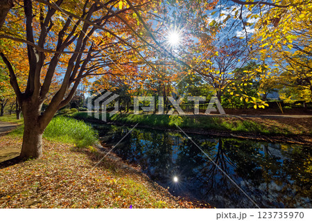 港北ニュータウン・大原みねみち公園の紅葉 123735970