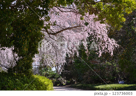 市民の森・見沼グリーンセンターの春　満開の枝垂れ桜　（埼玉県・さいたま市） 123736003