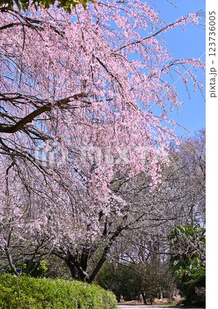 市民の森・見沼グリーンセンターの春 満開の枝垂れ桜 (埼玉県・さいたま市) 市民の森・見沼グリーンセンターの春 満開の枝垂れ桜 (埼玉県・さいたま市) 123736005