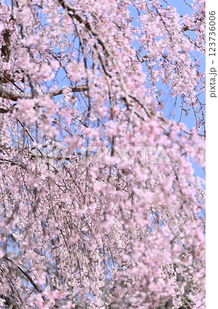 市民の森・見沼グリーンセンターの春　満開の枝垂れ桜　（埼玉県・さいたま市） 123736006