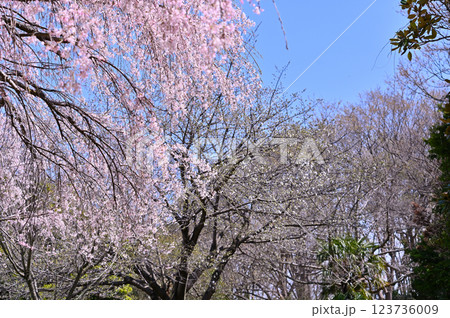 市民の森・見沼グリーンセンターの春　満開の枝垂れ桜（埼玉県・さいたま市） 123736009