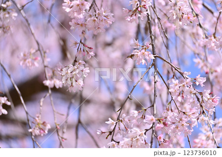 市民の森・見沼グリーンセンターの春　満開の枝垂れ桜　（埼玉県・さいたま市）　 123736010