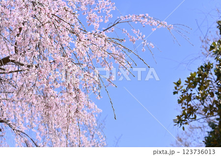 市民の森・見沼グリーンセンターの春　満開の枝垂れ桜　（埼玉県さいたま市） 123736013