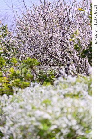 市民の森・見沼グリーンセンターの春　満開の枝垂れ桜　（埼玉県・さいたま市） 123736018