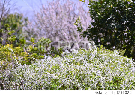 市民の森・見沼グリーンセンターの春　満開の枝垂れ桜　（埼玉県・さいたま市） 123736020