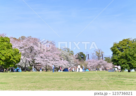 市民の森・見沼グリーンセンターの春　満開の枝垂れ桜　（埼玉県・さいたま市） 123736021